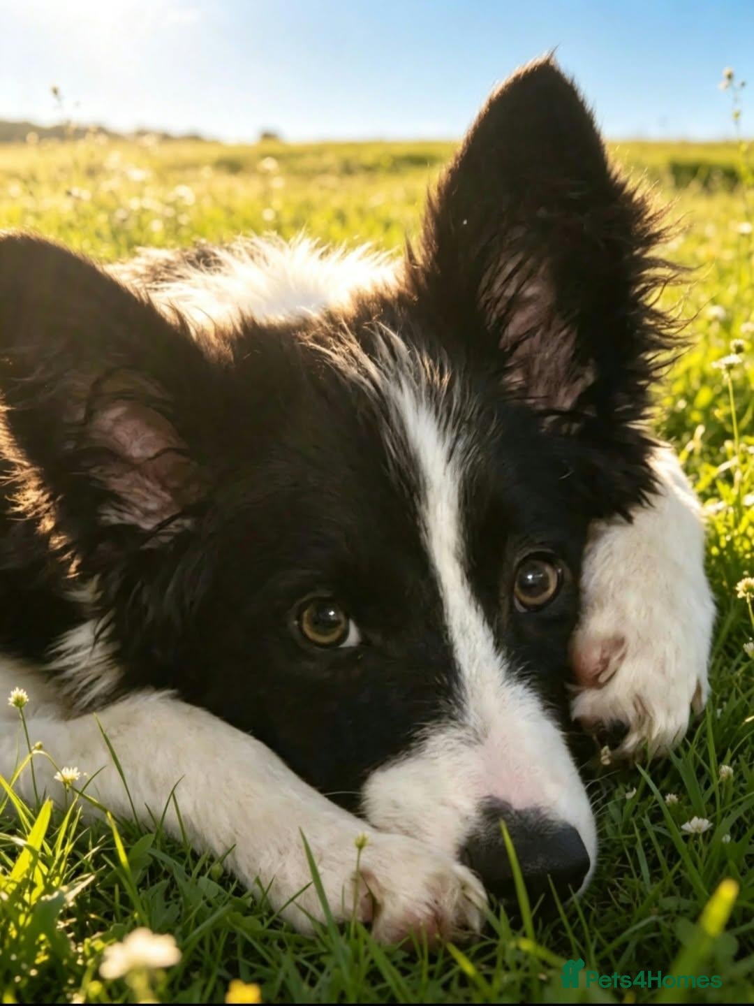 Border Collie dogs Male border collie for sale  - Advert 2