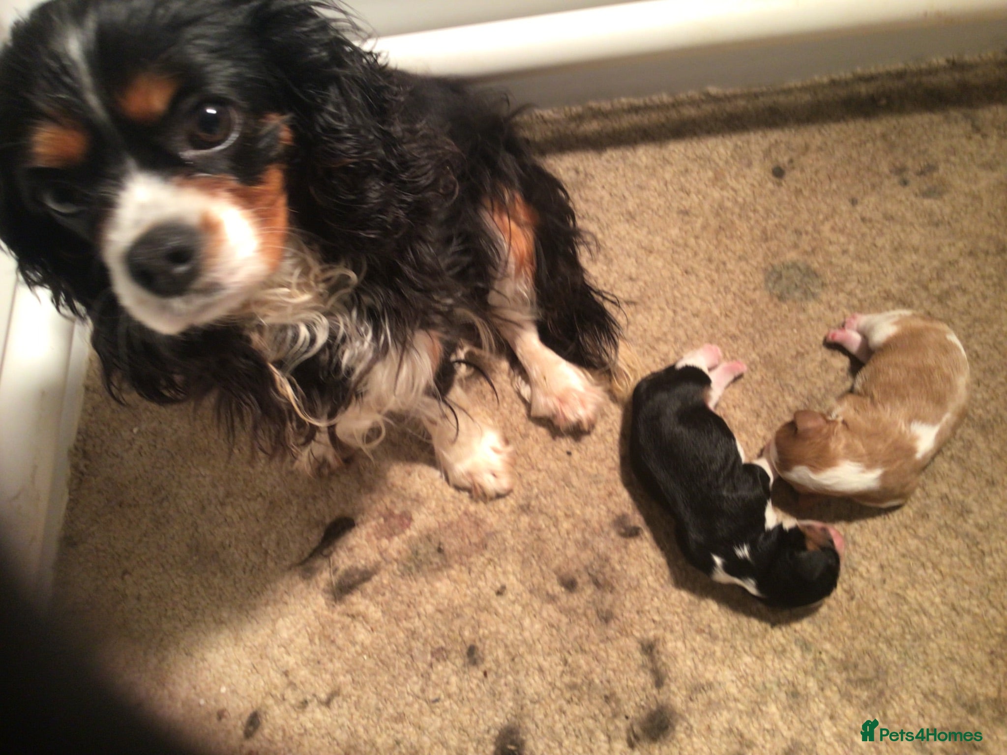Cavalier King Charles Spaniel dogs Outstanding tri male pup - Advert 8