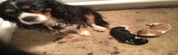 Cavalier King Charles Spaniel dogs for sale: Outstanding tri male pup - Advert 1