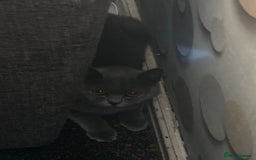 British Shorthair cats for sale: female british shorthair - Image 2