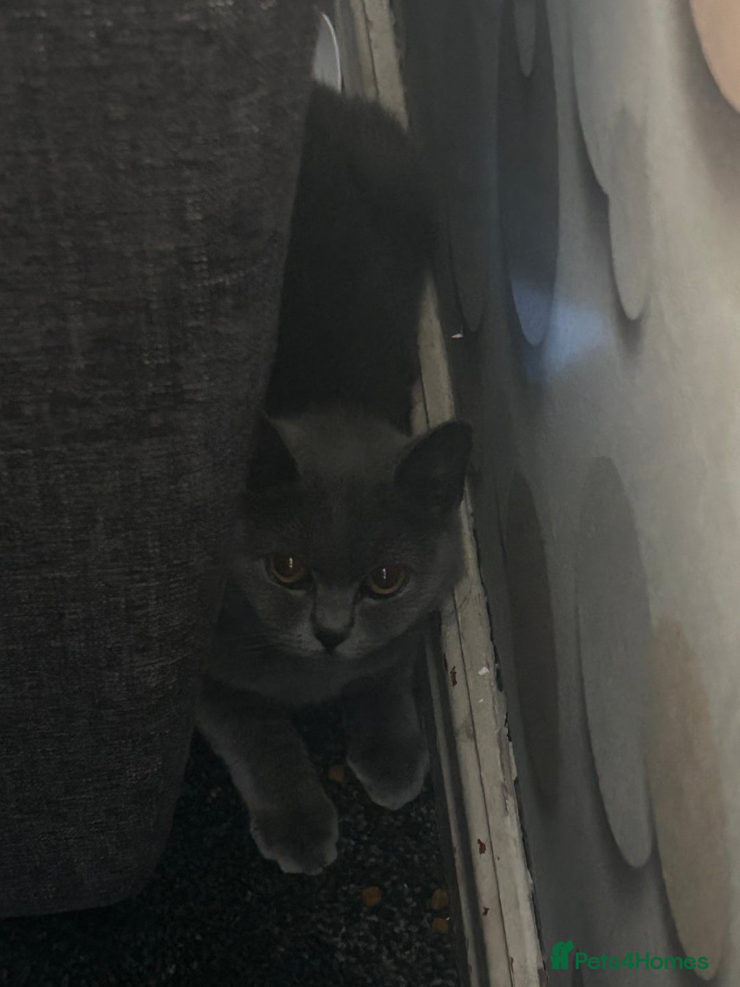 British Shorthair cats for sale: female british shorthair - Image 2