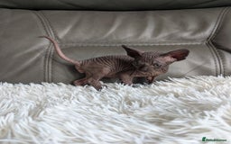 Sphynx cats for sale: Sphynx kittens - Image 3