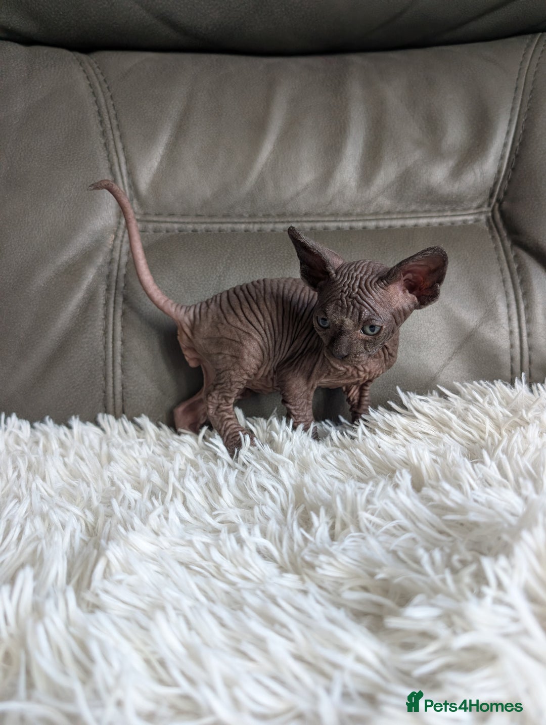 Sphynx cats for sale: Sphynx kittens - Image 3