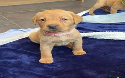 Labrador Retriever dogs for sale: Kennel Club Fox Red Labrador Puppies Health Tested - Advert 30
