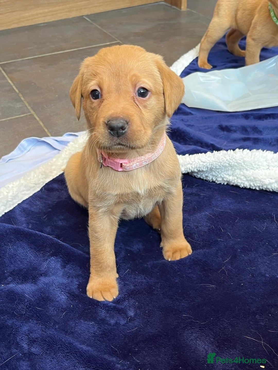 Labrador Retriever dogs for sale: Kennel Club Fox Red Labrador Puppies Health Tested - Advert 30