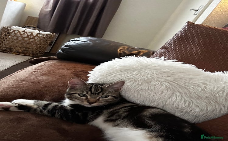 Mixed Breed cats - Advert 1