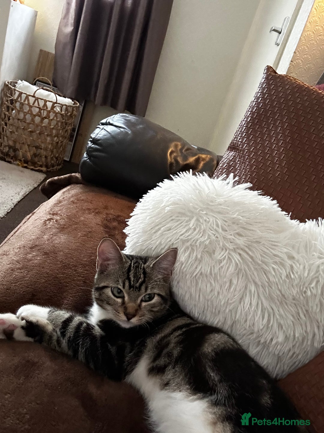 Mixed Breed cats for sale: Brown Tabby x Ragdoll Kitten - Image 1