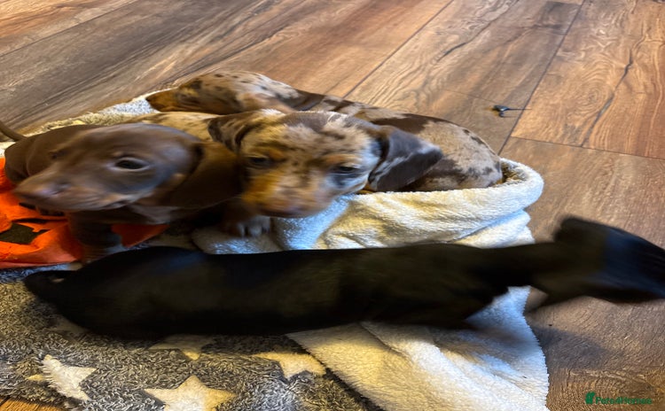 Miniature Dachshund dogs - Advert 14
