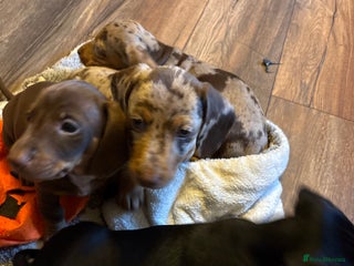 Miniature Dachshund dogs - Advert 7