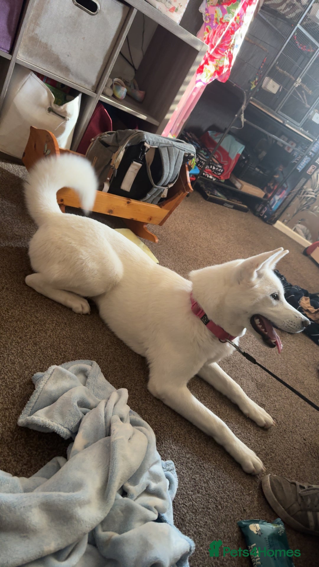 Mixed Breed dogs for sale: Snowy - Image 1