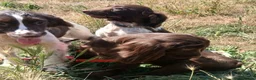 English Springer Spaniel dogs for sale: LeeLee - Advert 18
