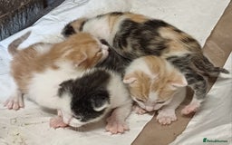 Domestic Shorthair cats for sale: Friendly Farm Bred Kittens,Ready To Leave Now 🐾 - Image 5