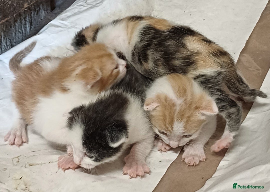Domestic Shorthair cats for sale: Friendly Farm Bred Kittens,Ready To Leave Now 🐾 - Image 5