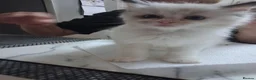 Ragdoll cats for sale: Beautiful GCCF registered Ragdoll kittens  - Advert 22