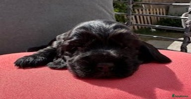 Cocker Spaniel dogs - Advert 1