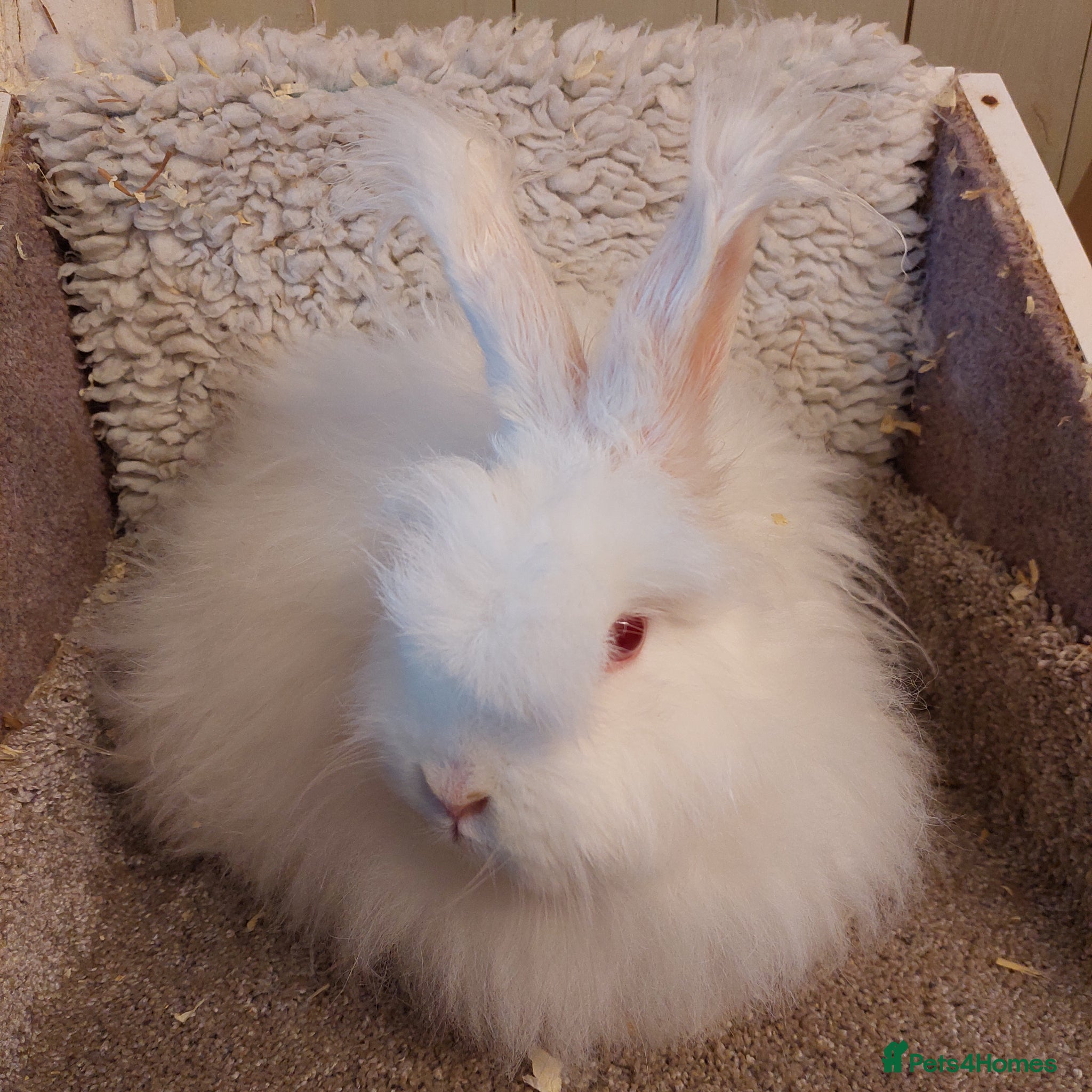 Mini Lop rabbits BEAUTIFULL ANGORA REW DOE - Advert 15