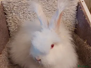 Mini Lop rabbits BEAUTIFULL ANGORA REW DOE - Advert 15