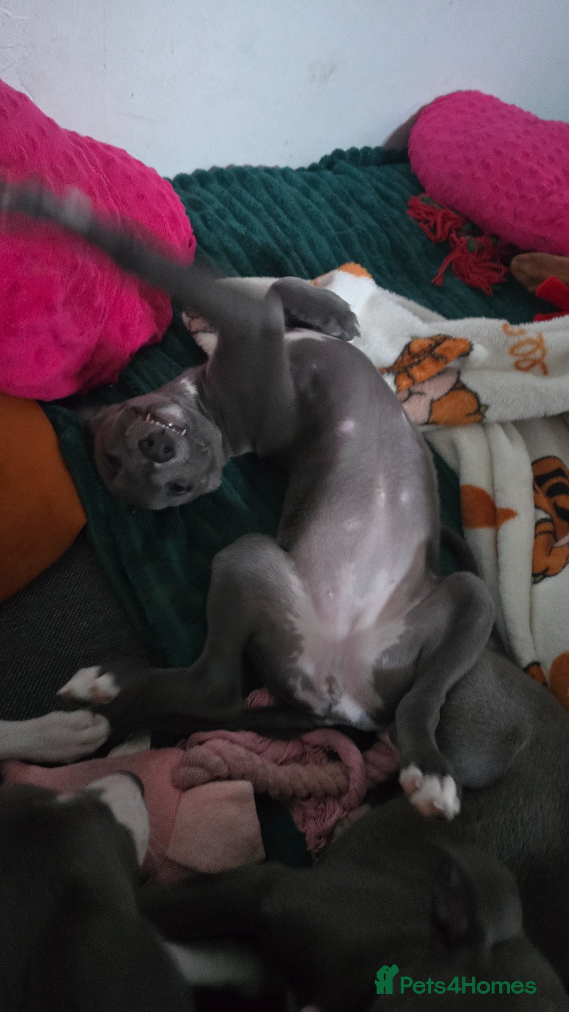 Whippet dogs Small type whippets blue/white  - Advert 1