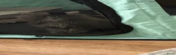 Maine Coon cats for sale: Mainecoon cross kitten  - Advert 7