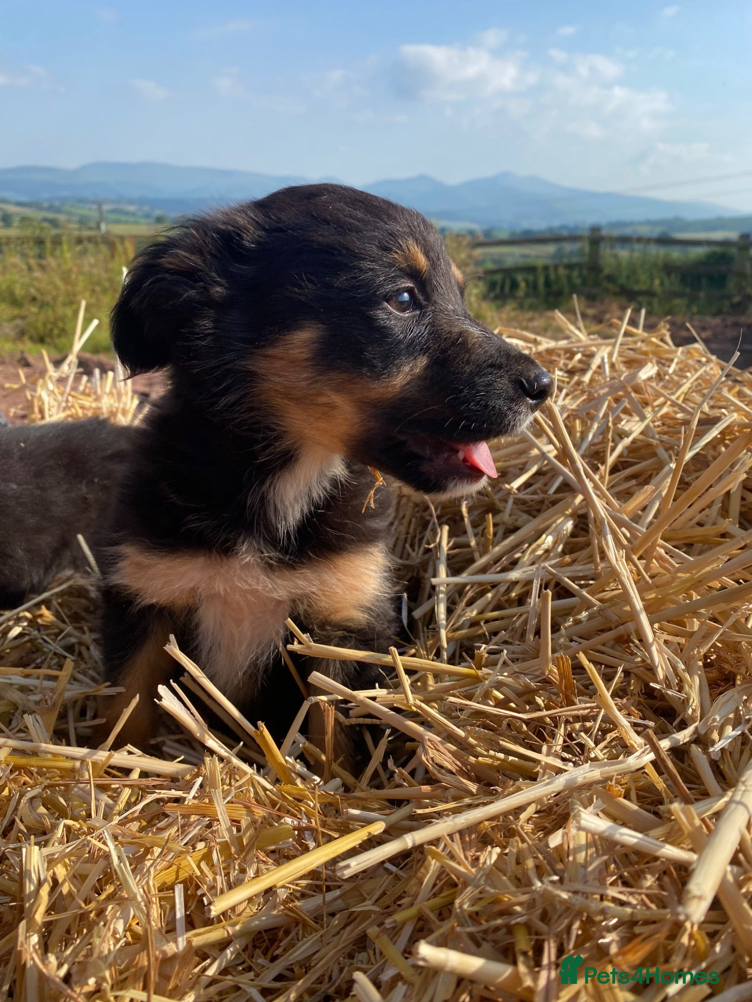 Mixed Breed dogs Kelpie X Collie Pups for Sale - Advert 11