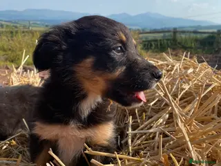 Mixed Breed dogs Kelpie X Collie Pups for Sale - Advert 6