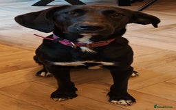 Mixed Breed dogs for adoption: Lexie the lack beauty - Image 2