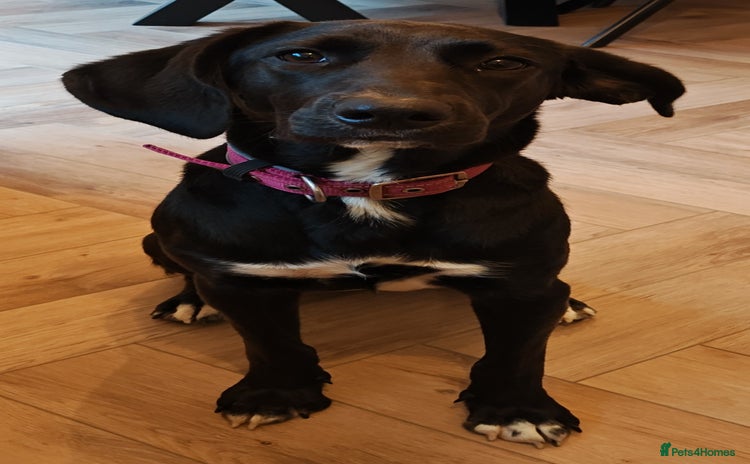 Mixed Breed dogs - Advert 1