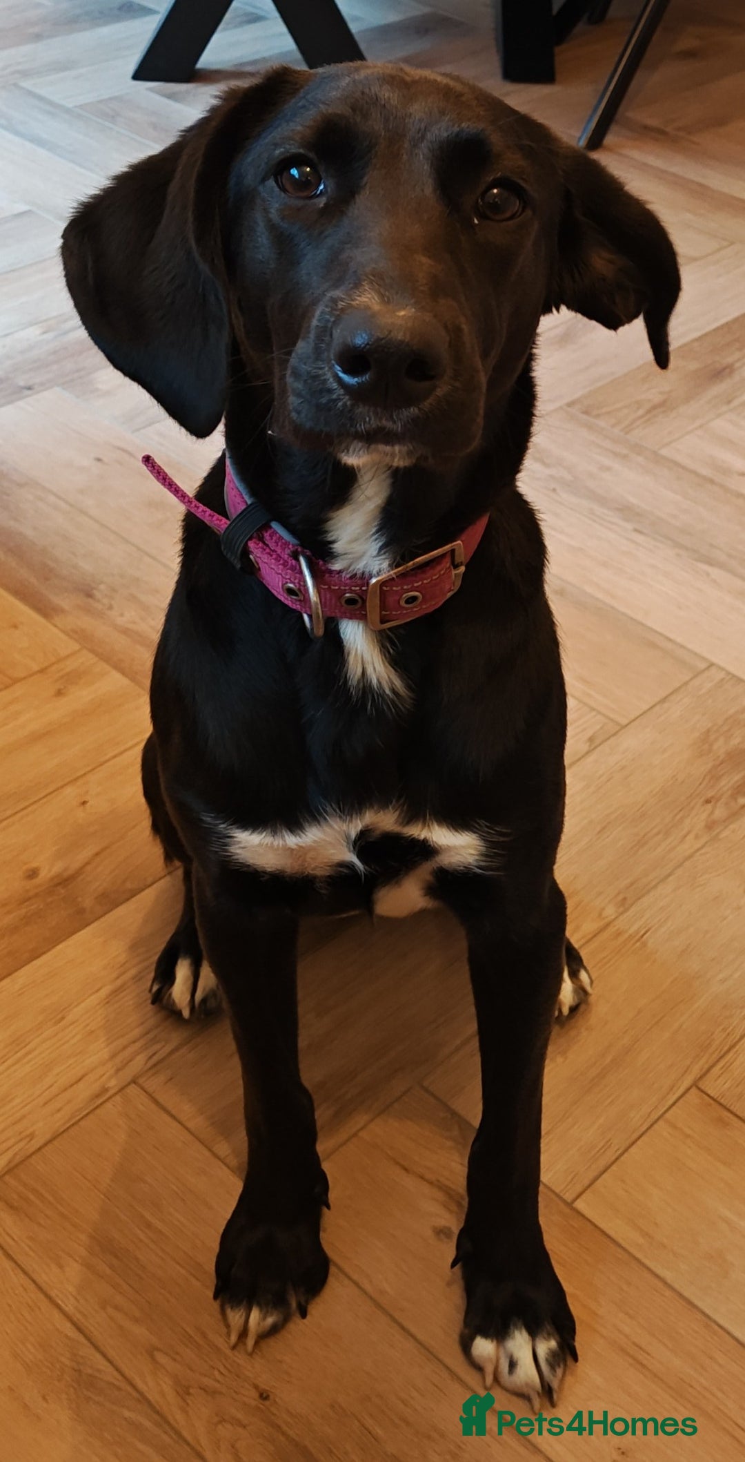 Mixed Breed dogs for adoption: Lexie the lack beauty - Image 2