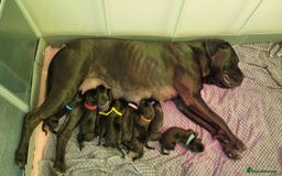 Cane Corso dogs for sale: Champion-Bloodline Cane Corso Puppies  - Image 21