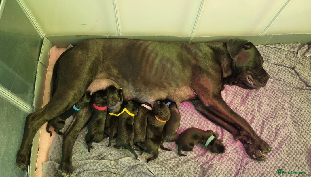 Cane Corso dogs for sale: Champion-Bloodline Cane Corso Puppies  - Image 21