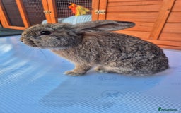 Mini Lop rabbits for sale: Various ages mini lops ready to go - Image 2