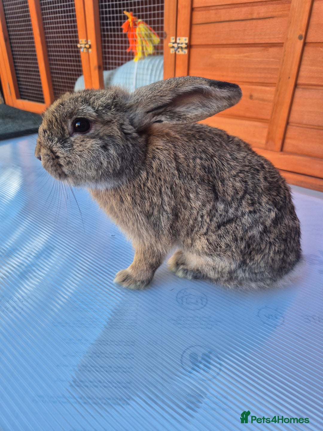 Mini Lop rabbits for sale: Various ages mini lops ready to go - Image 2