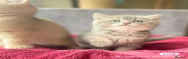 British Shorthair lilac golden Kitten 