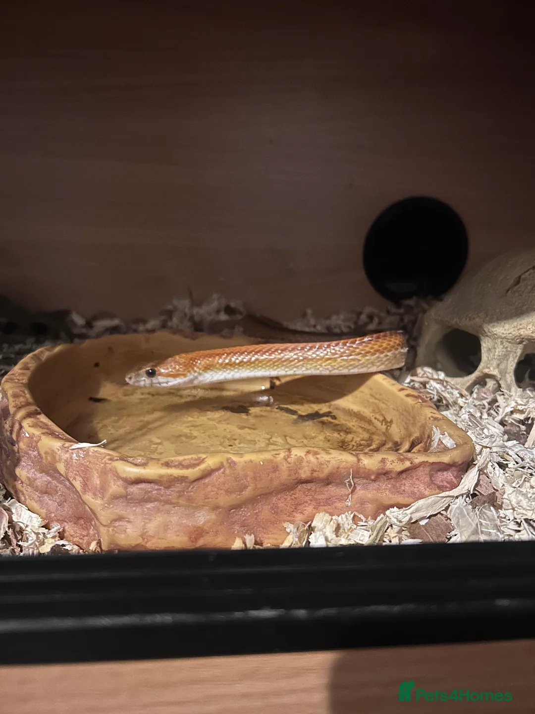 Corn Snake reptiles for sale: Snake and set up in Chesterfield - Advert 2