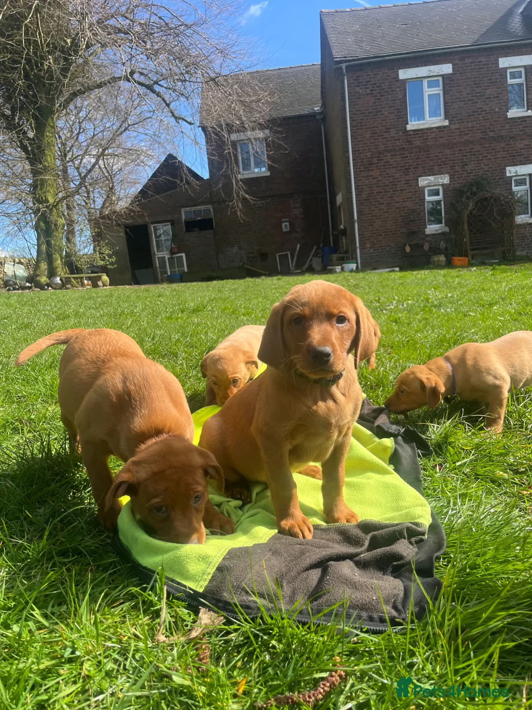 Labrador Retriever dogs for sale: Fox Red Labrador Puppy's For Sale - Advert 1