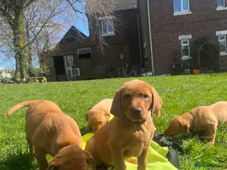 Labrador Retriever dogs Fox Red Labrador Puppy's For Sale - Advert 1