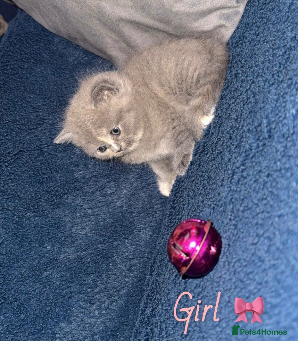 British Shorthair cats GCCF REGISTERED BRITISH SHORTHAIRS - Advert 2