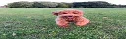 Toy Poodle dogs for stud: Toy poodle stud in Uxbridge - Advert 6