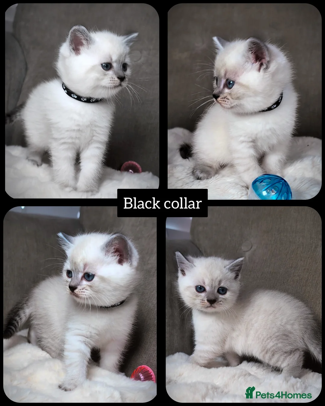 British Shorthair cats for sale: BSH 🩷🩵 READY to RESERVE  - Advert 2