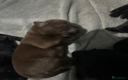 Mixed Breed dogs for sale: Staffrador puppies - Image 8