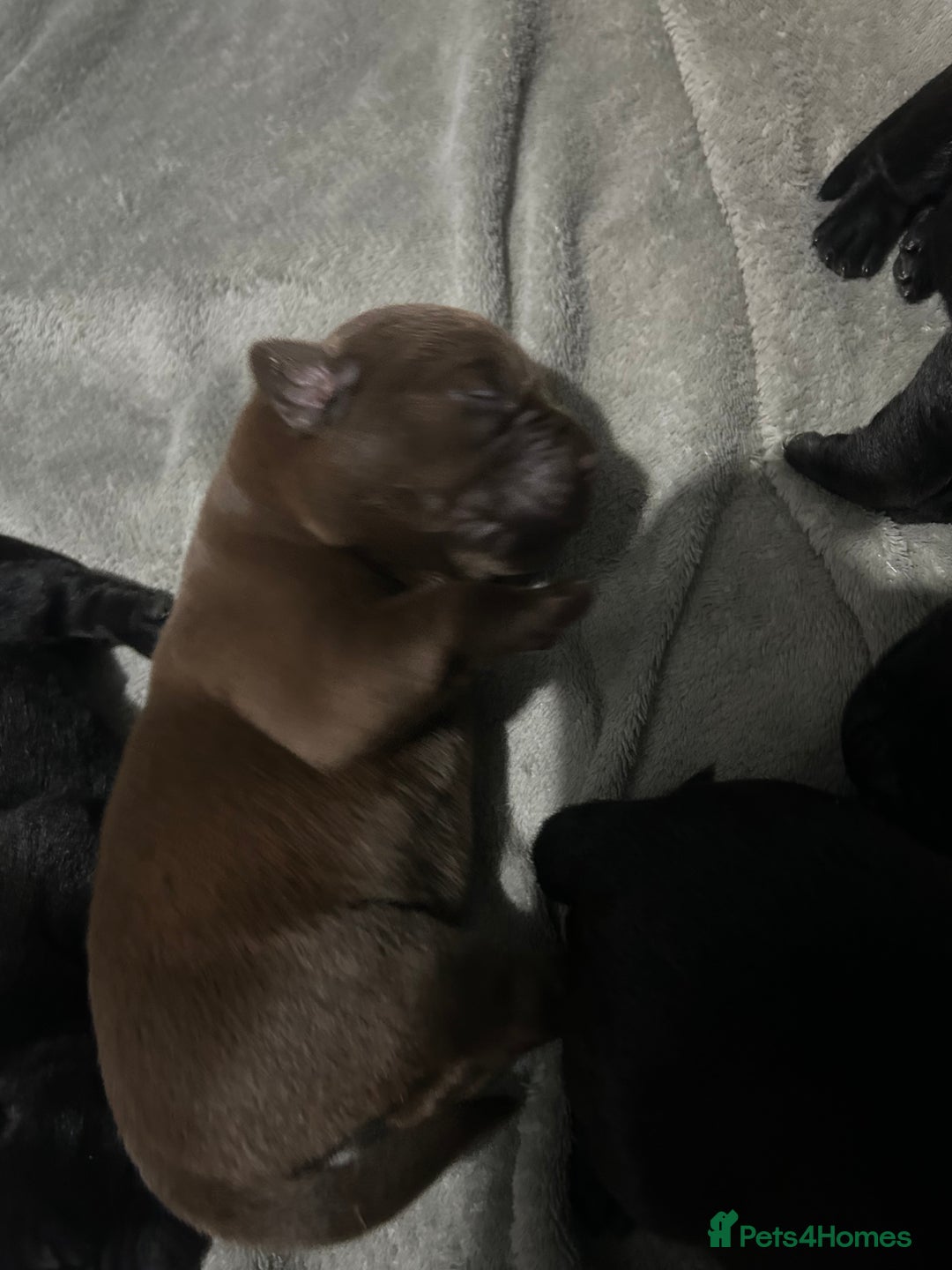 Mixed Breed dogs for sale: Staffrador puppies - Image 8