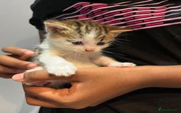 Mixed Breed cats for sale: Beautiful female kitten for sale - Advert 6