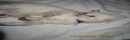 Siberian cats for sale: 🐾 Beautiful Siberian Kittens💙 - Advert 11