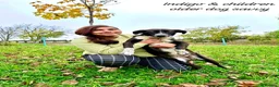 Mixed Breed dogs for adoption: Indigo, 1 yr approx. RESERVED SUBJECT TO CHECKS. - Advert 2