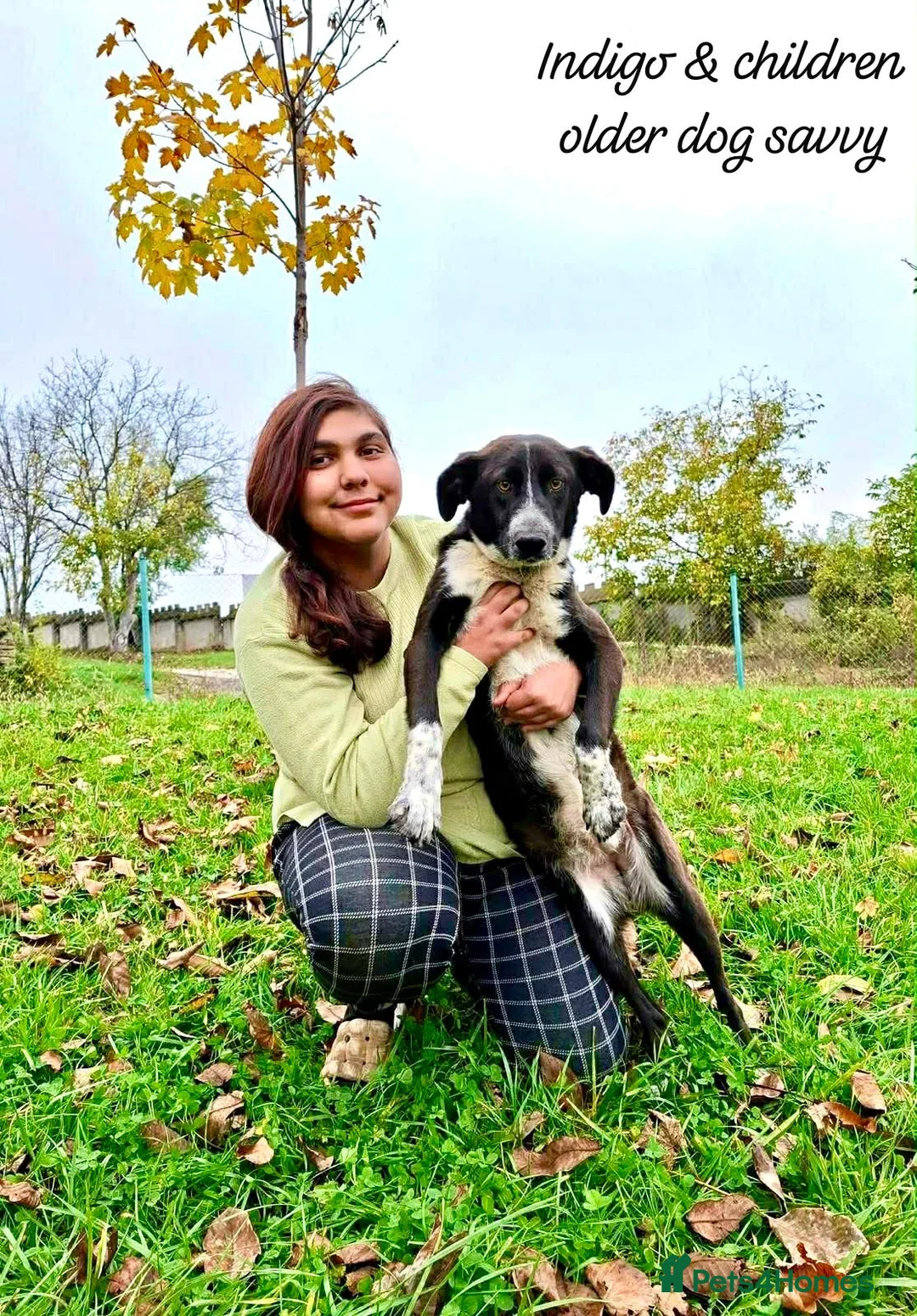 Mixed Breed dogs for adoption: Indigo, 1 yr approx. RESERVED SUBJECT TO CHECKS. - Advert 2