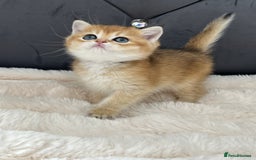 British Shorthair cats for sale: Ready to go Golden BSH Kittens Champ line  in March - Image 5