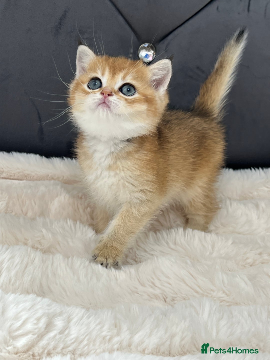 British Shorthair cats for sale: Ready to go Golden BSH Kittens Champ line  in March - Image 5