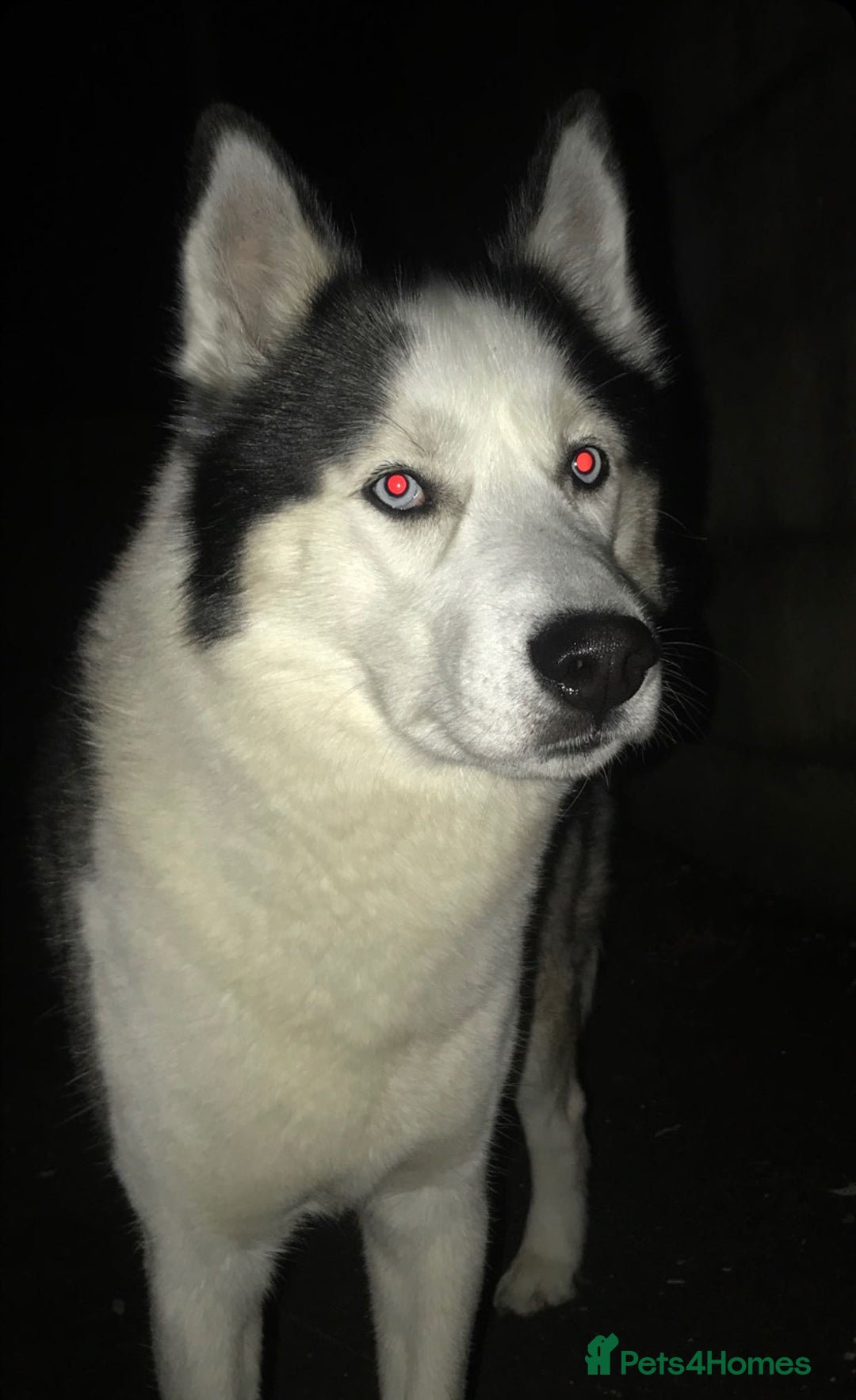 Siberian Husky dogs for stud: Husky for stud  - Advert 2