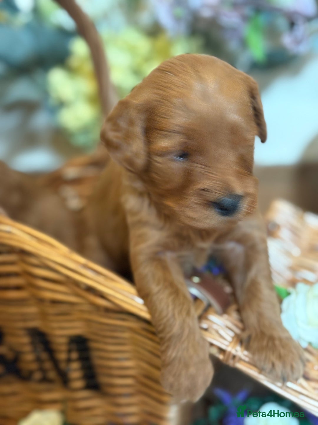 Mini Goldendoodle dogs for sale: Health tested Minature dark red/golden doodles  - Image 7