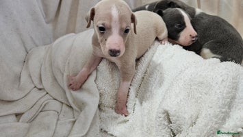 Whippet dogs KENNEL CLUB BEAUTIFUL WHIPPETS - Advert 12